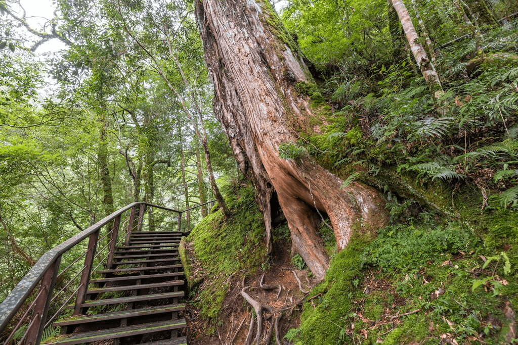 沿著山路緩緩上行走進拉拉山的森林深處，在霧氣與巨木之間重新聽見大自然最溫柔的聲音