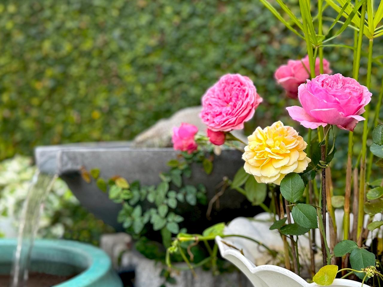 LINE_ALBUM_秋日午後甜點語言_251217_3