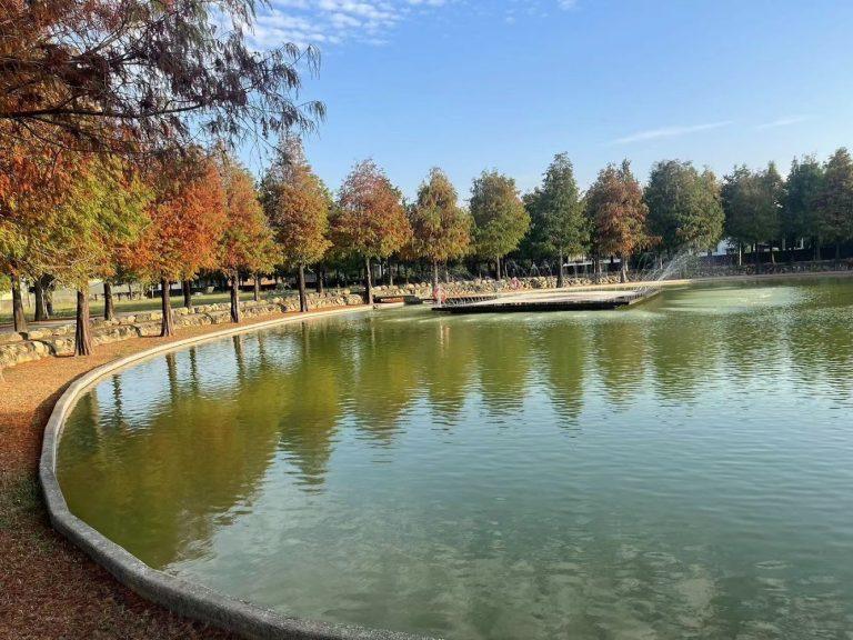 南投欣美創意園區落羽松秘境首次開放 湖畔絕美景致免費賞