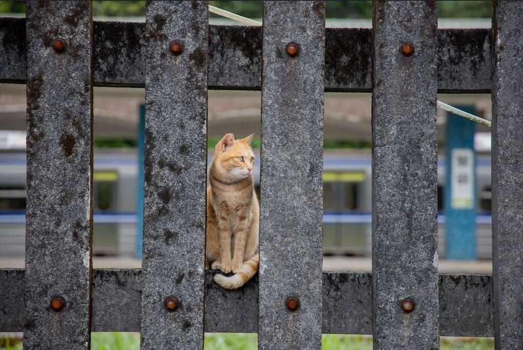 北台灣鐵道慢旅：平溪深澳線一日遊全攻略，走訪貓村、瀑布與三貂嶺秘境
