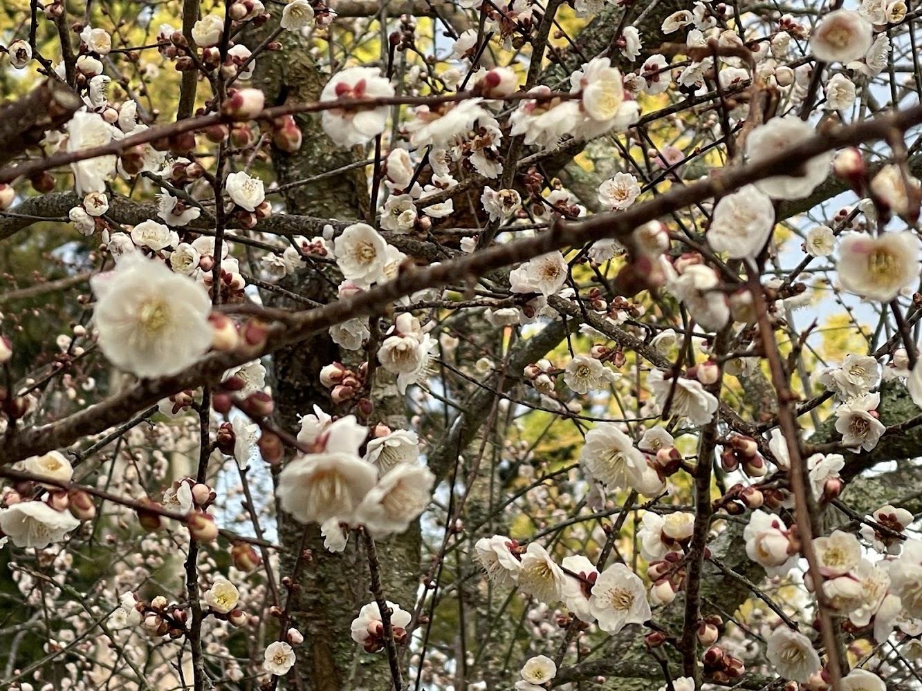 福壽山農場近期景色
