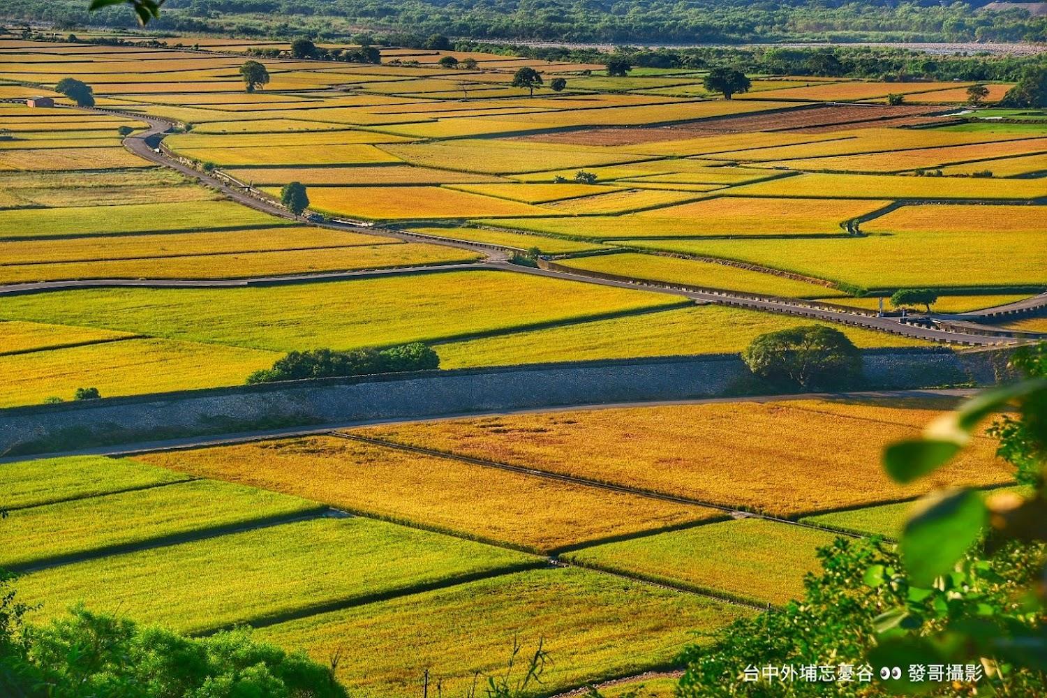 外埔忘憂谷一望無際的稻田美景