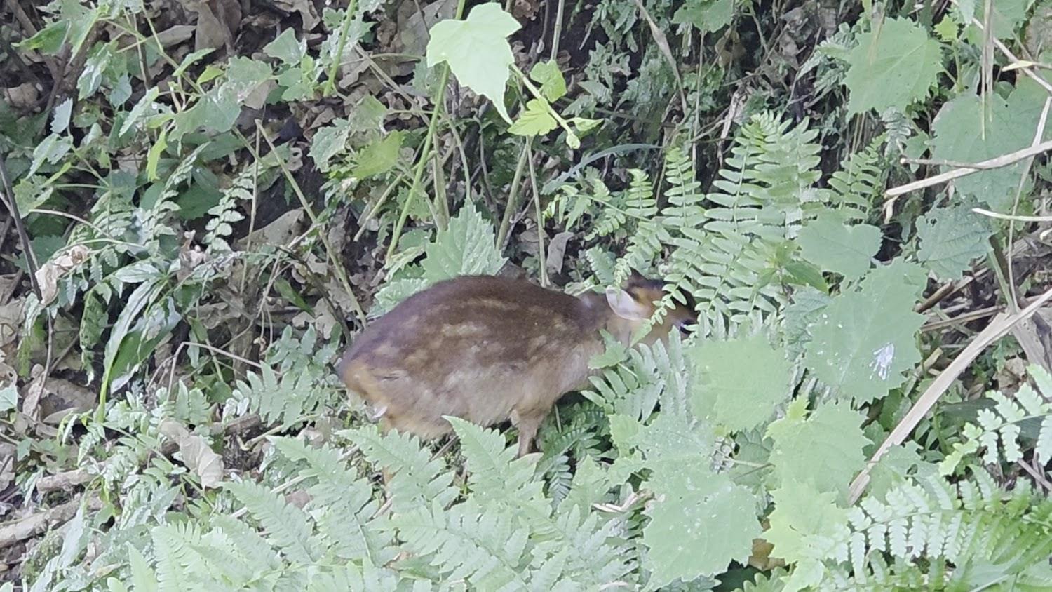 馬那邦山茂密的森林與自然步道
