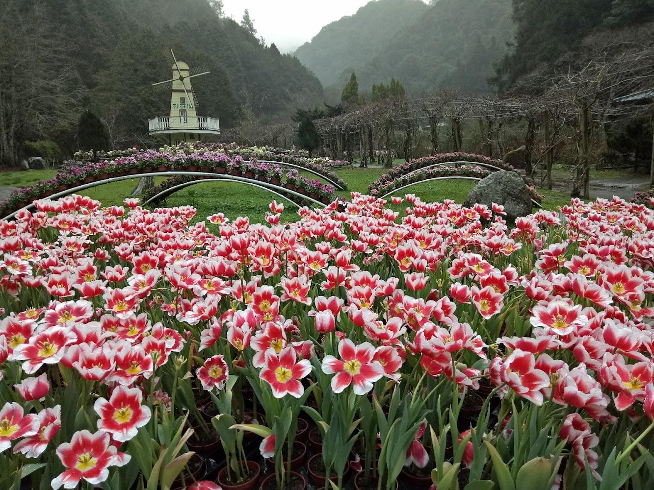 杉林溪水杉林雲霧繚繞