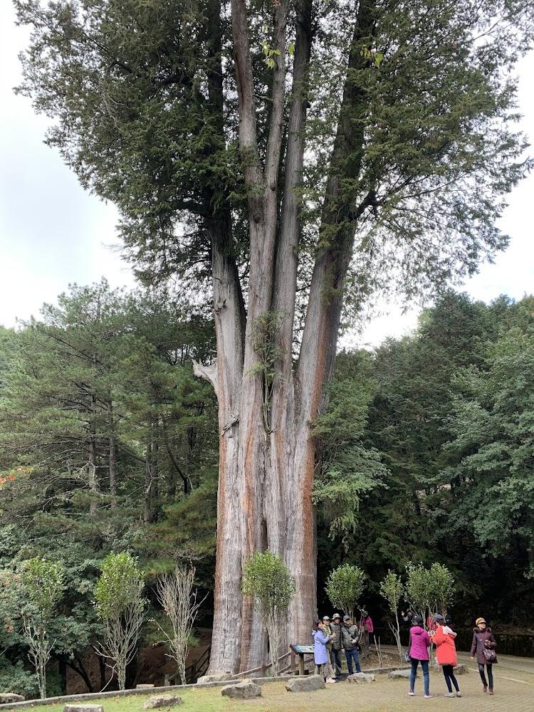 壯觀的雪山神木