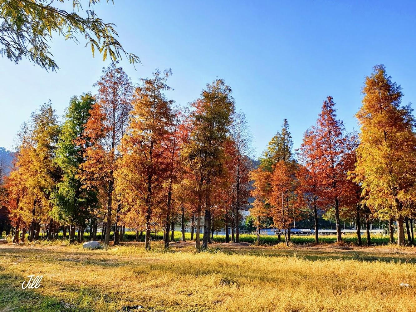 泰安羽粼落羽松水面倒影