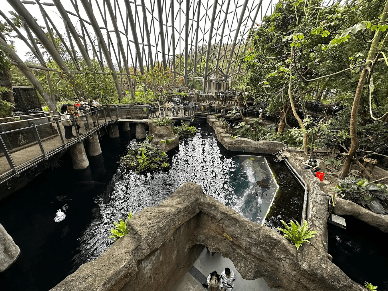 熱帶雨林區鬱鬱蔥蔥的植被景觀