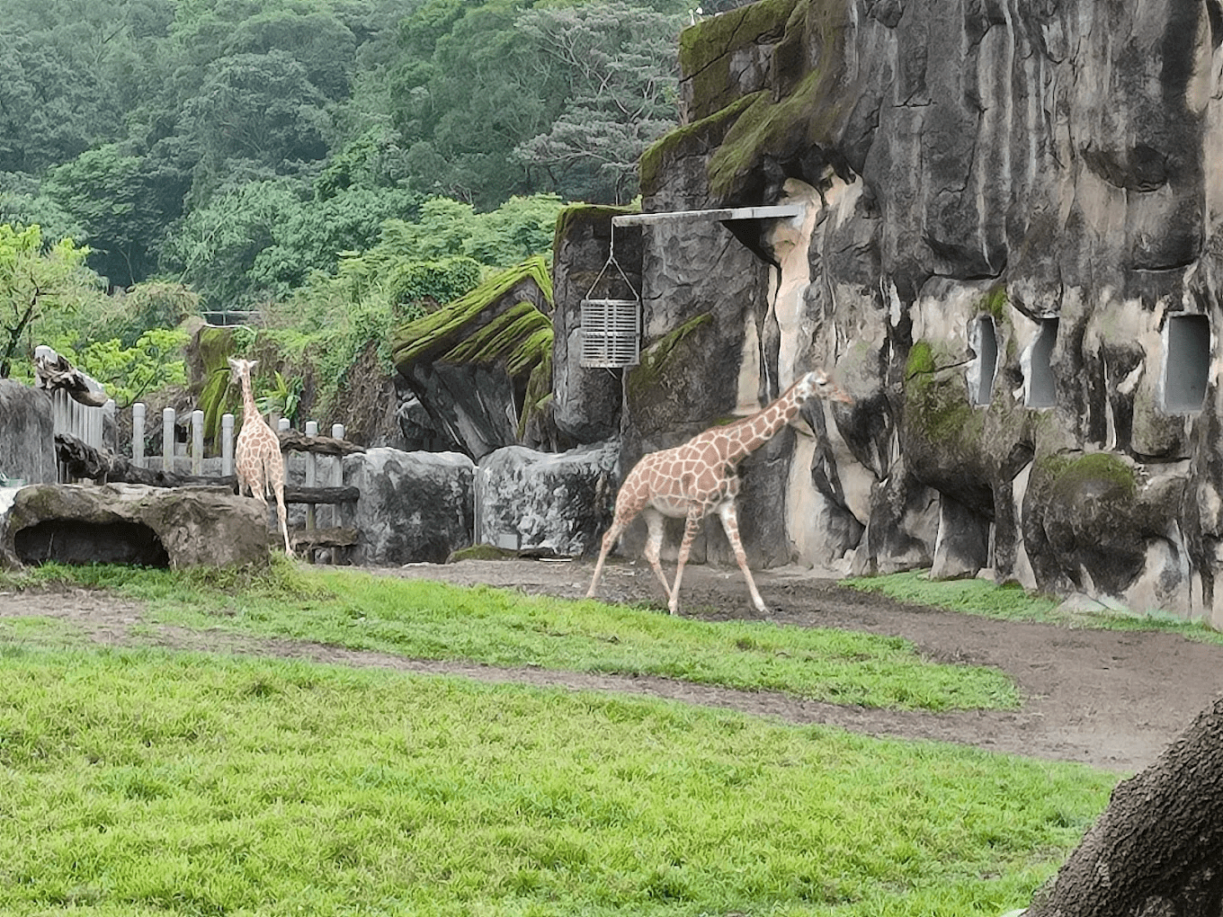 非洲動物區的長頸鹿與斑馬生態展示
