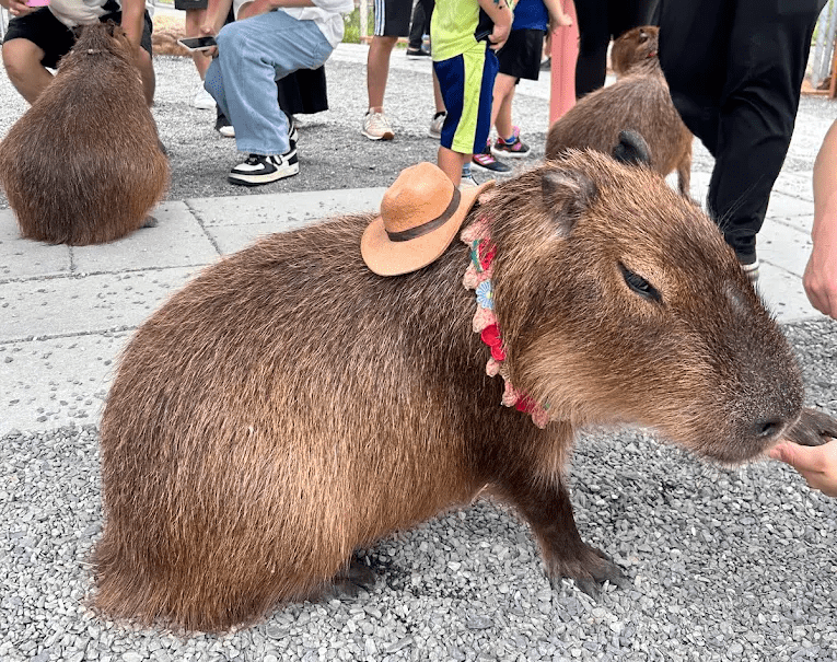 星夢森林劇場｜宜蘭冬山最夢幻的親子沉浸式劇場，走進童話森林的奇幻時光