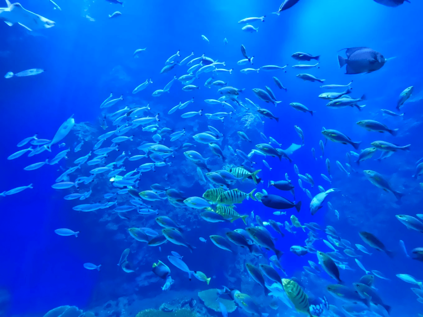 台中海洋館外觀充滿現代感，是海線新地標