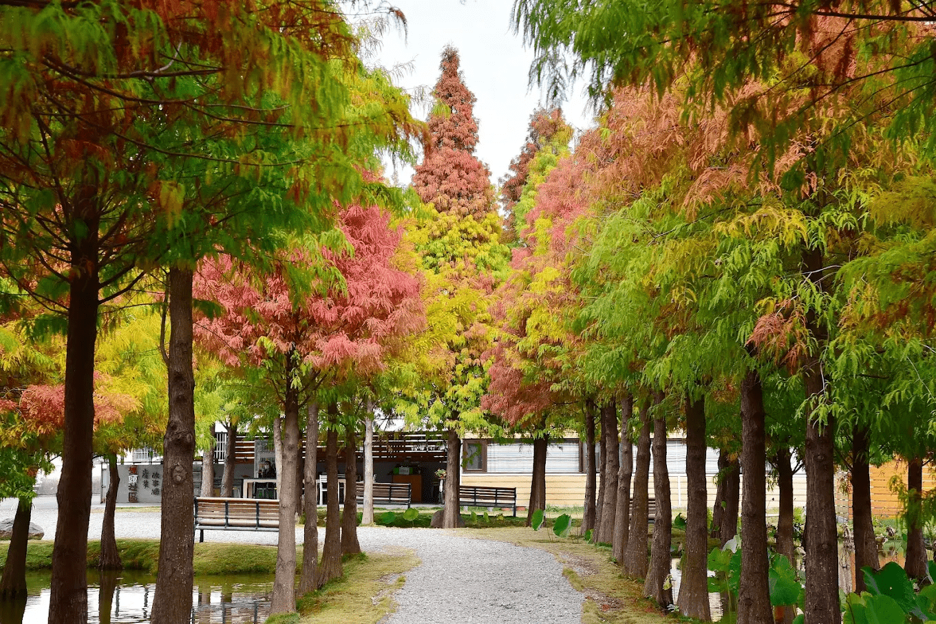 富士春落羽松休閒景莊－堀頭28秘境｜雲林虎尾最療癒的落羽松秘境，四季都好拍