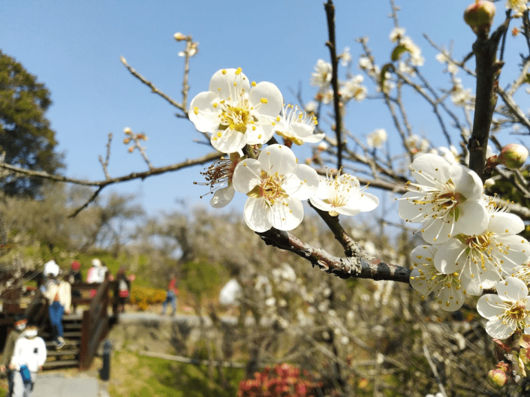 梅山公園｜嘉義雲海櫻花秘境，一年四季都值得造訪的山城景點