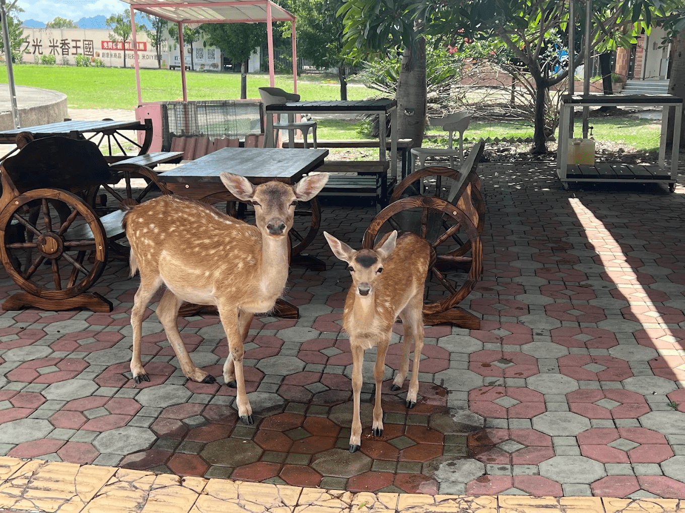 鹿野梅花鹿公園悠閒的園區環境