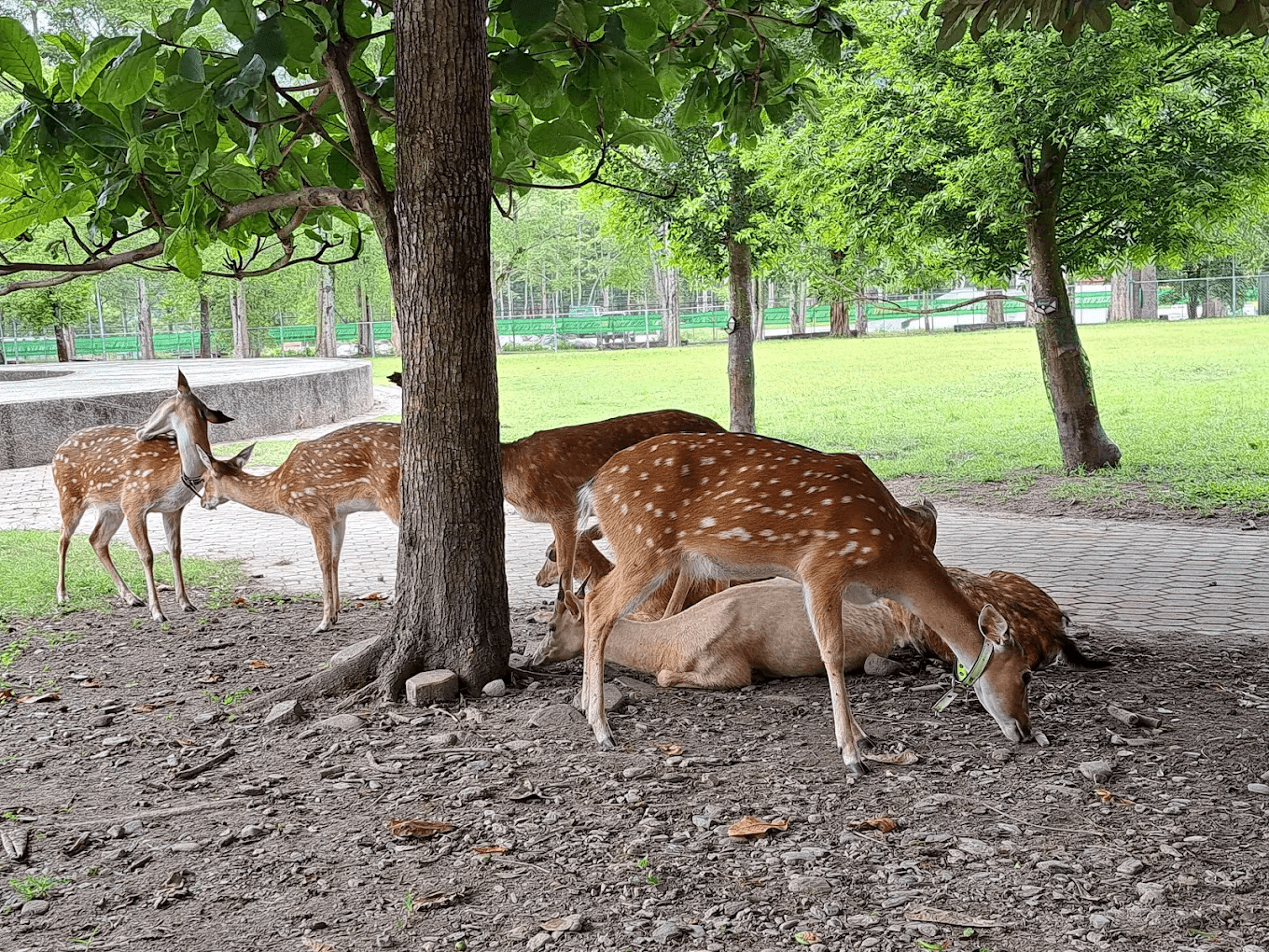 小朋友開心地與梅花鹿互動