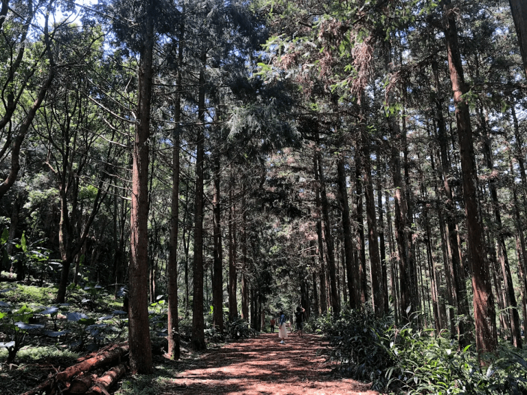 惠蓀林場｜走進南投最純淨的森林學堂，四季都有不同風景