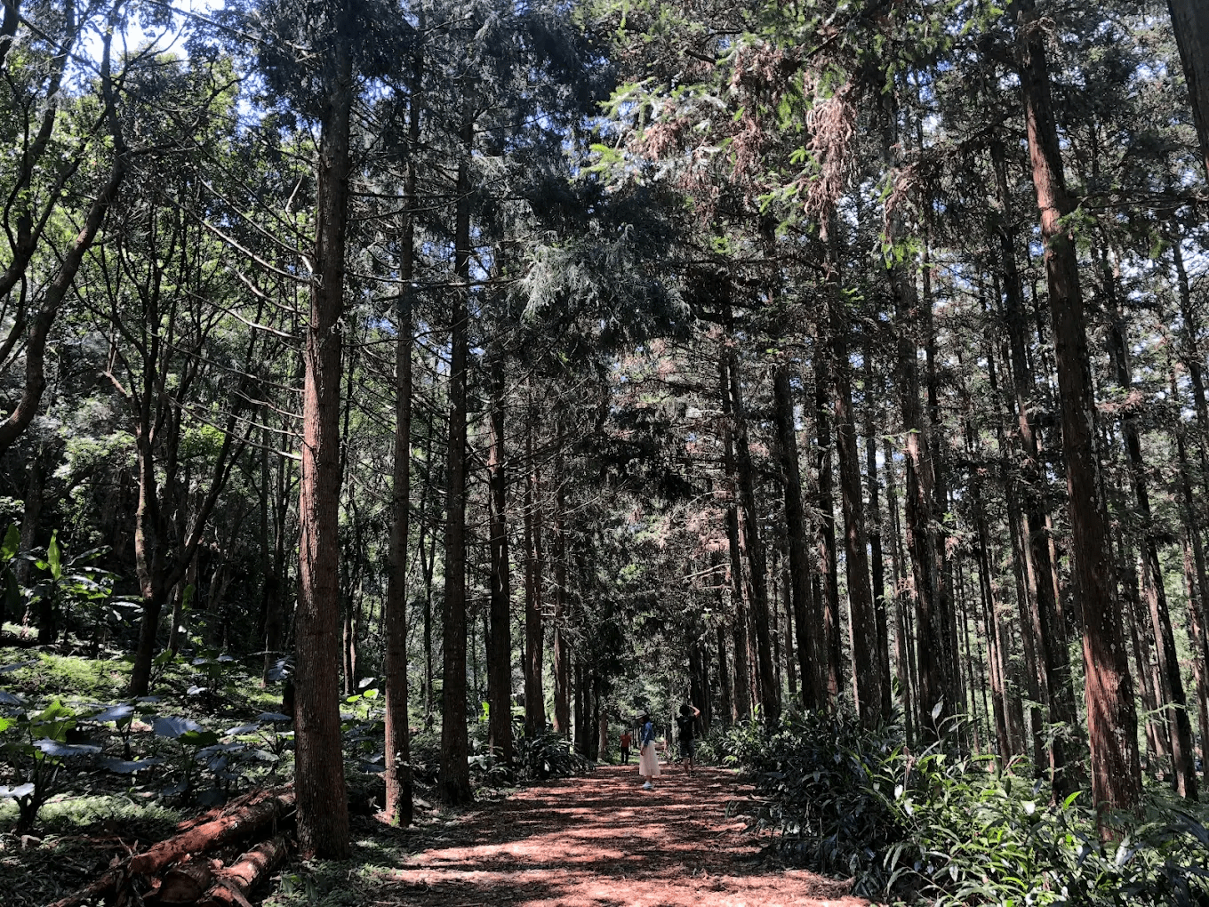 惠蓀林場｜走進南投最純淨的森林學堂，四季都有不同風景