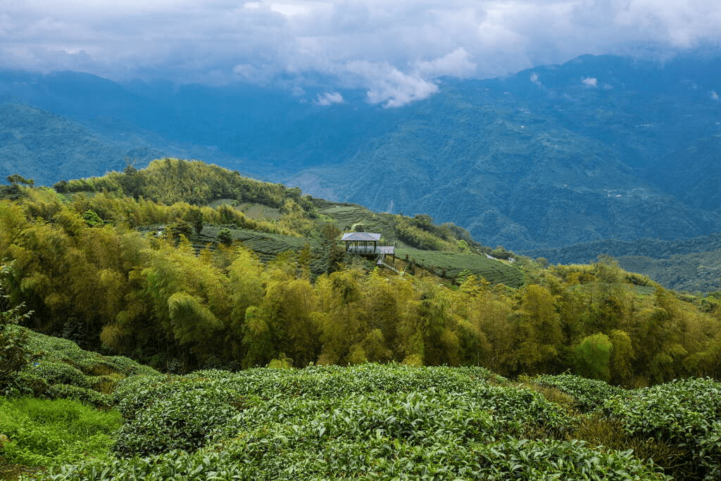當風穿過茶樹與山坡，在嘉義梅山走一趟二尖山步道的輕健行午後