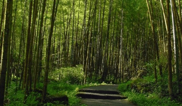 溪頭神木步道與高聳林木