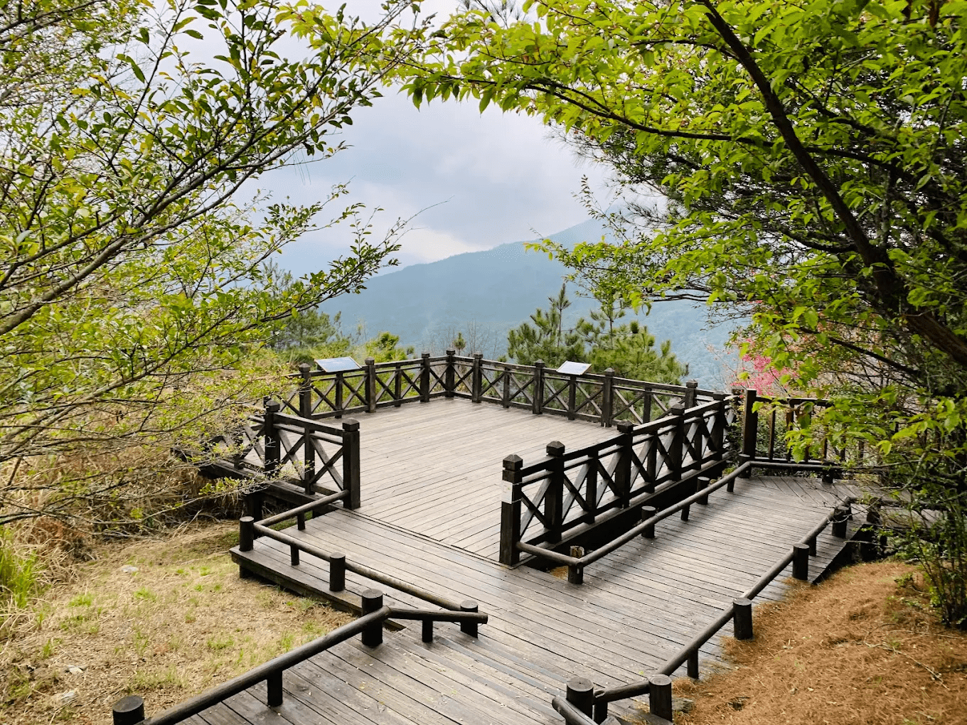 🌲 觀霧國家森林遊樂區遊客中心｜走進雲霧森林的第一站，開啟一場高山療癒之旅