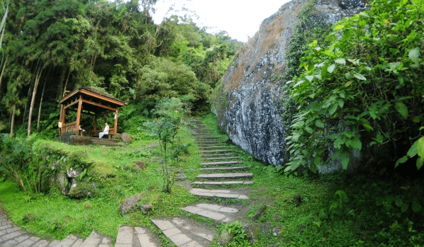 沿著南投溪頭森林步道向前走，讓霧氣與陽光交錯成一段柔軟的旅程