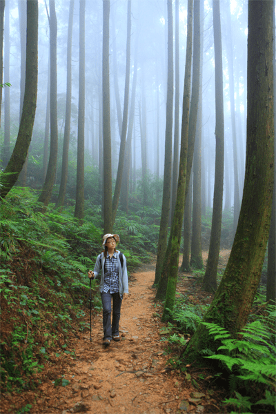 當空氣變得清冷透明,沿著橫嶺山步道走進大雪山木馬古道的森林