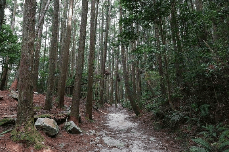 當空氣變得清冷透明,沿著橫嶺山步道走進大雪山木馬古道的森林