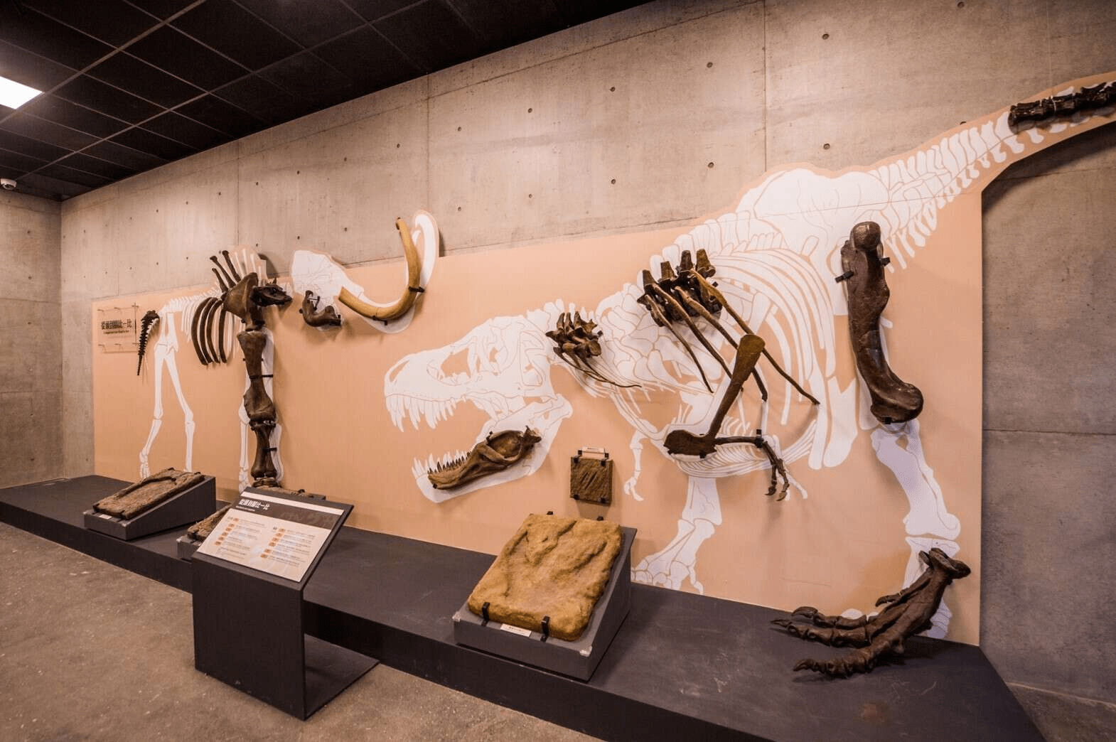 從城市轉入臺南左鎮,在化石園區與史前生命相遇的那個瞬間