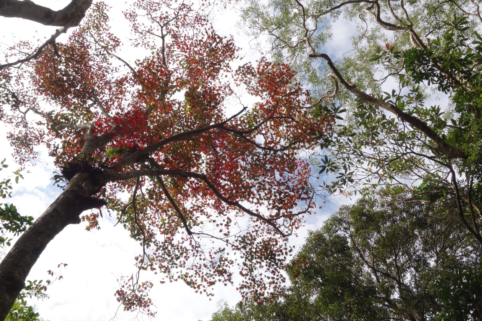 走上馬那邦山的那一刻,苗栗泰安的森林、稜線與雲海,在腳步之間慢慢展開