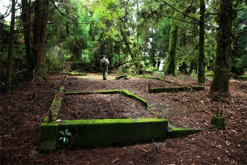 沿著松針鋪成的森林緩步前行,在台中馬崙山登山步道走完一整天