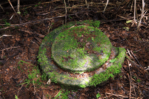 沿著松針鋪成的森林緩步前行,在台中馬崙山登山步道走完一整天