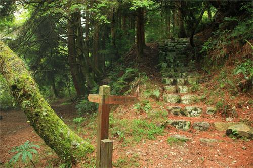 沿著松針鋪成的森林緩步前行,在台中馬崙山登山步道走完一整天