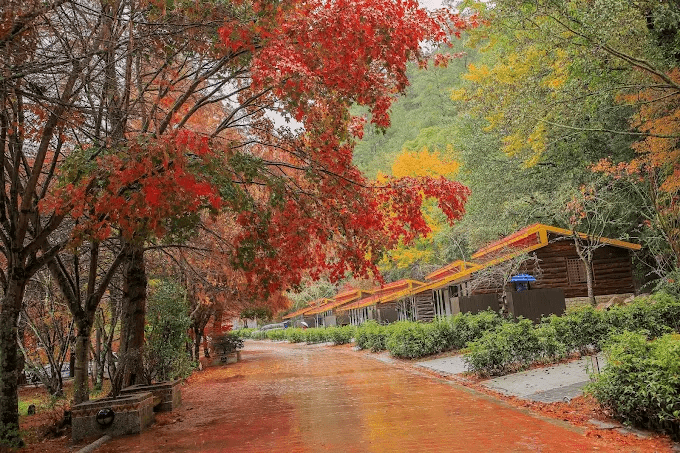 入冬後往清境與武陵走去，住進國民賓館，把行程留給高山的安靜