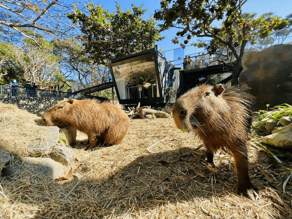 在城市與山林之間慢慢走，走進壽山動物園，重新感受陪伴與觀察的節奏