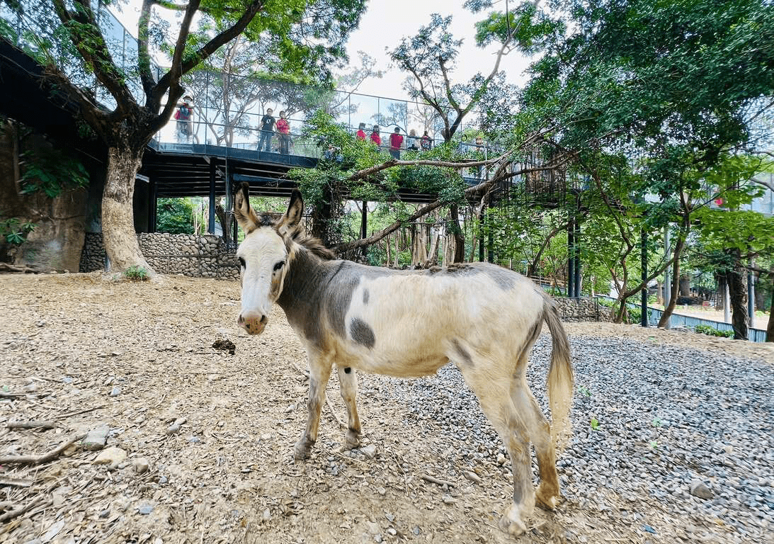在城市與山林之間慢慢走，走進壽山動物園，重新感受陪伴與觀察的節奏
