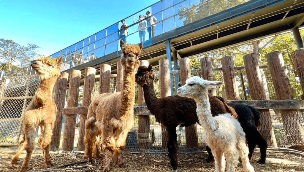 在城市與山林之間慢慢走，走進壽山動物園，重新感受陪伴與觀察的節奏