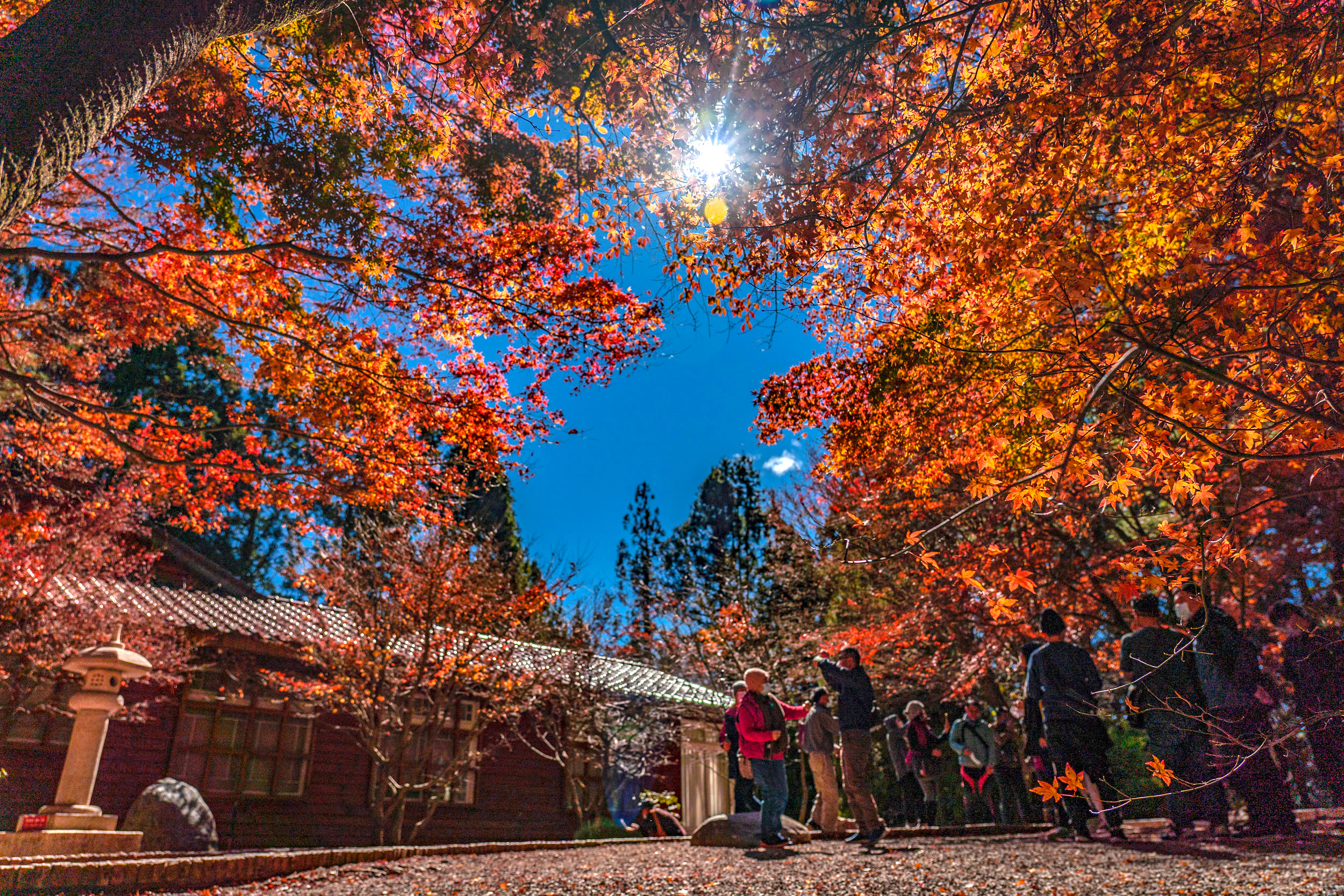 不是為了趕花季而來，在福壽山農場，用四季變化陪自己走一段高山時光