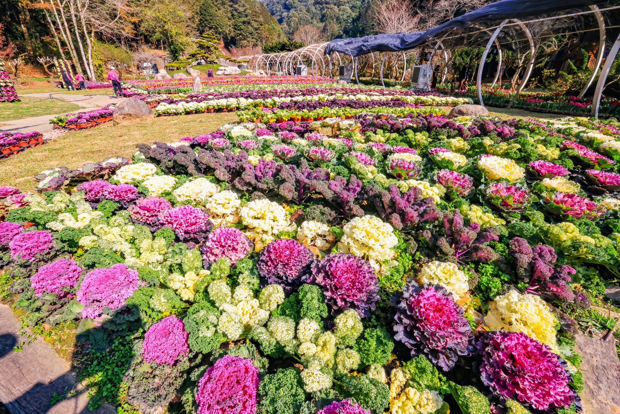 冬季造訪南投杉林溪，走過鬱金香花園與森林步道，在瀑布水霧中慢慢呼吸