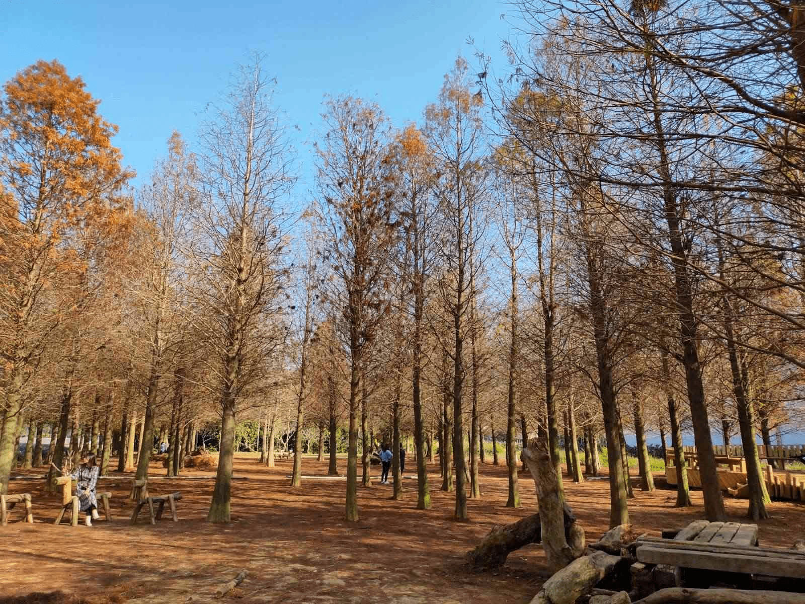 沿著山霧與湖光慢慢走進南投，把一天交給森林與湖泊交織的自然風景線