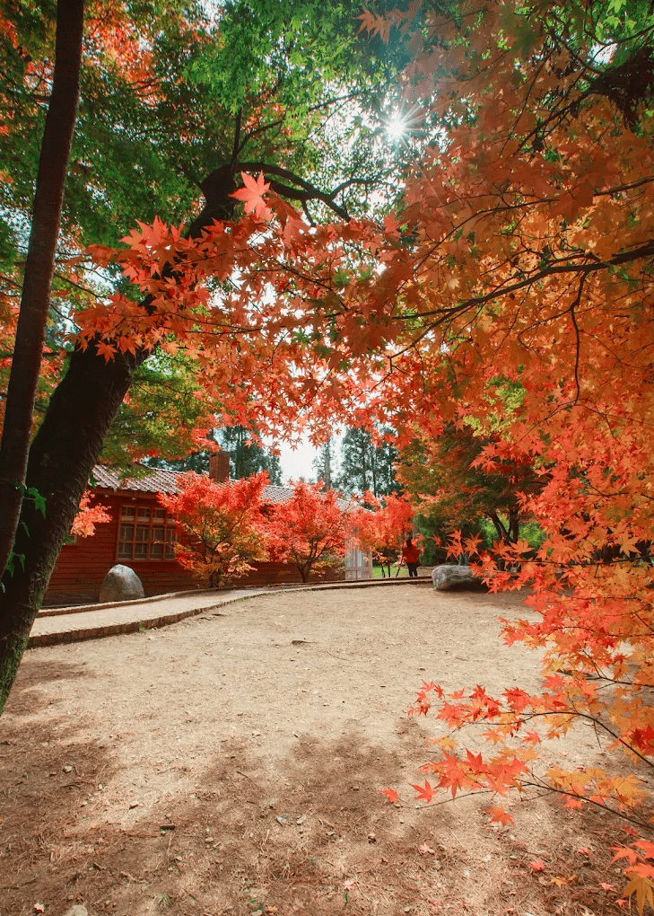 福壽山農場松廬(賞楓)