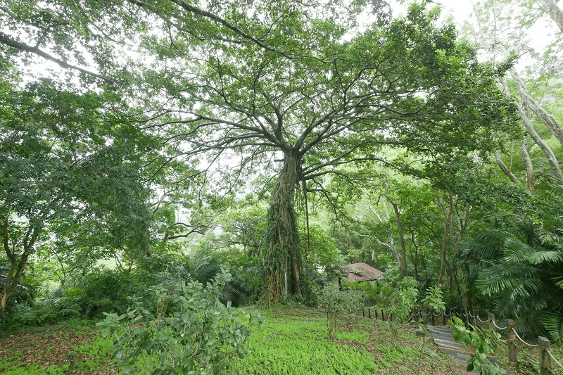 午後抵達台東，住進知本溫泉旅宿，在山谷裡泡湯過夜，讓身體先回家