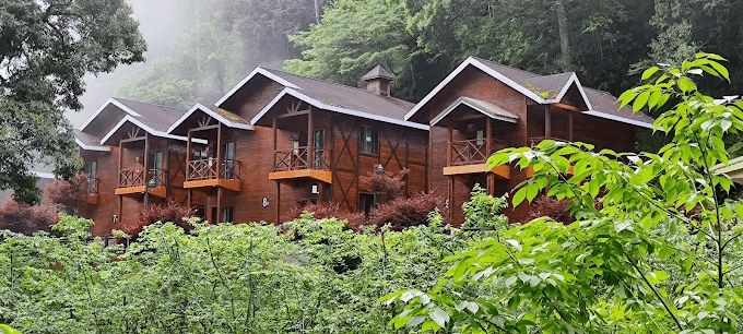 捨不得下山又不想早起，就在杉林溪選一晚森林住宿，把時間留給山裡