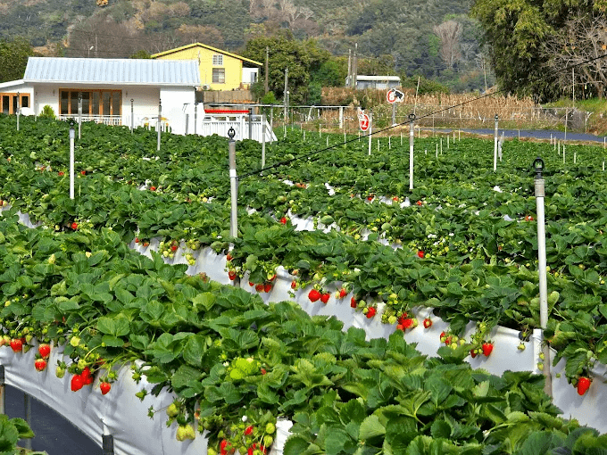 當草莓季在苗栗大湖展開，順著山城節奏走一段剛剛好的冬季旅程