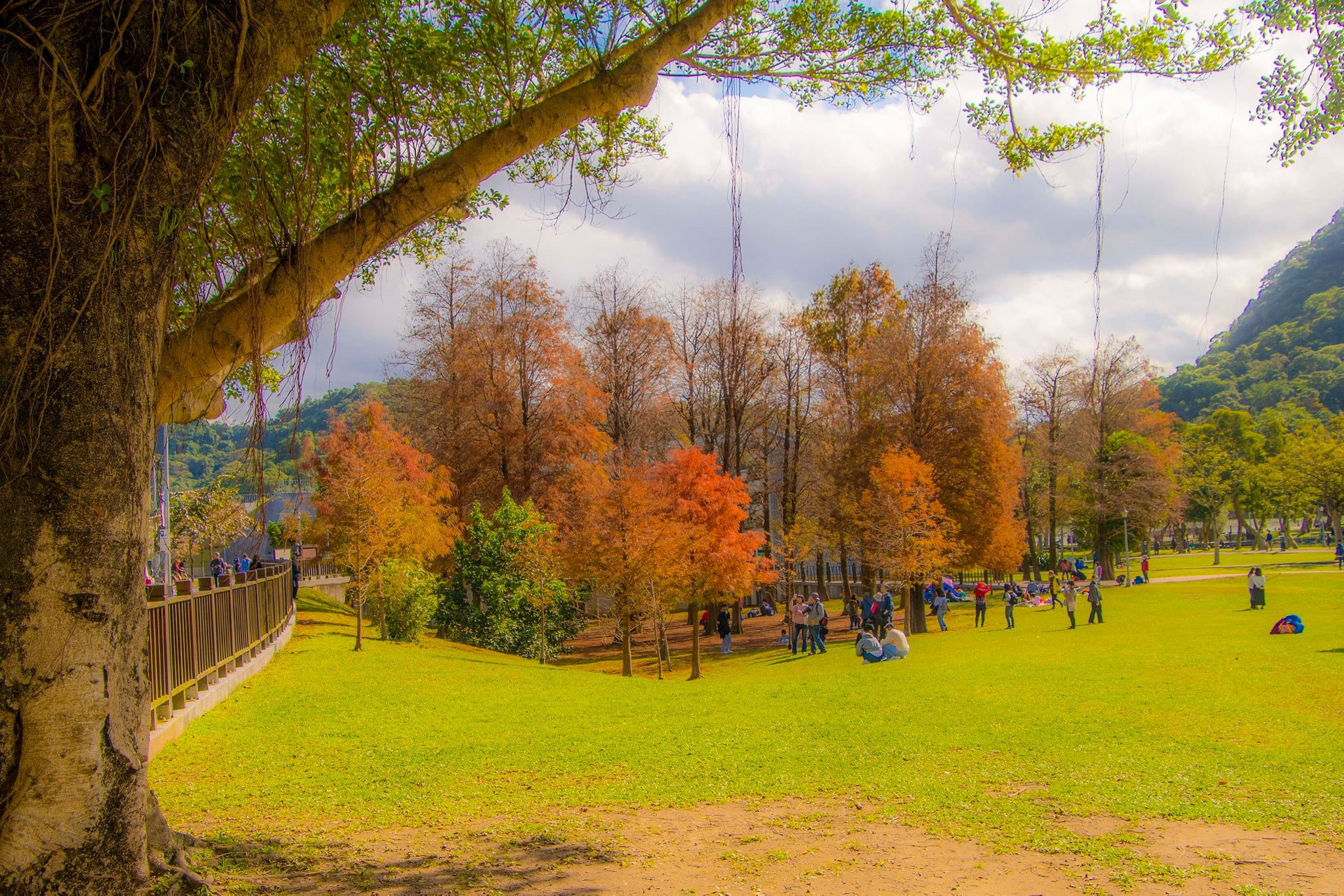 秋冬季節大湖公園的落羽松轉紅，與綠色草地形成美麗對比，適合全家大小一同野餐