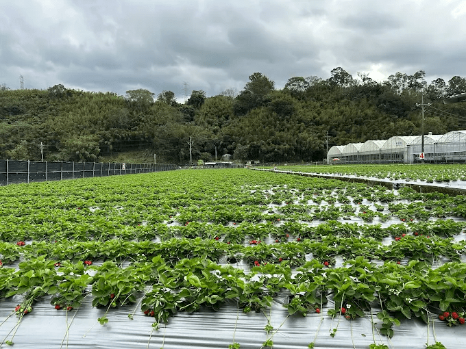 在苗栗大湖遇見草莓盛產的季節，沿著果棚之間感受剛剛好的甜