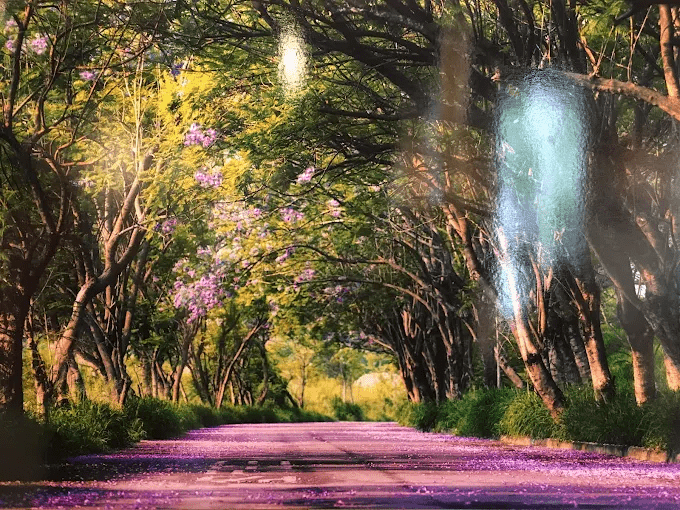 沿著城市綠意慢慢走進嘉義，從森林之歌到老公園的一日風景旅程