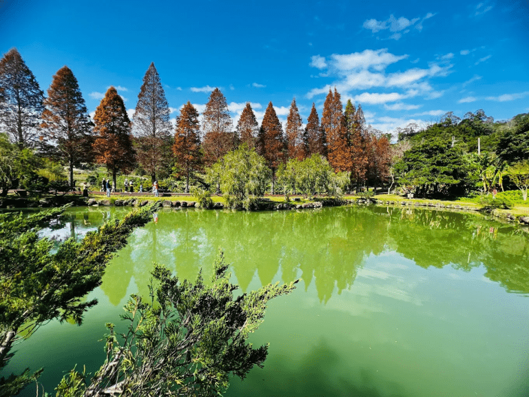 北埔六塘石柿餅與落羽松｜秋冬限定的金黃柿海與秘境水岸風景