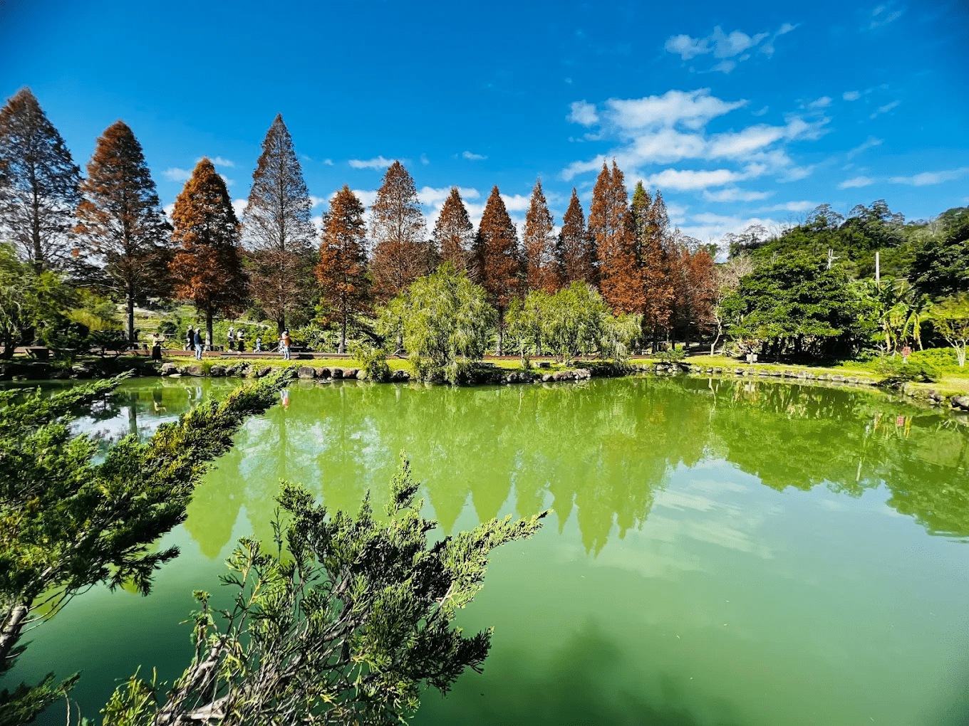 北埔六塘石柿餅與落羽松｜秋冬限定的金黃柿海與秘境水岸風景