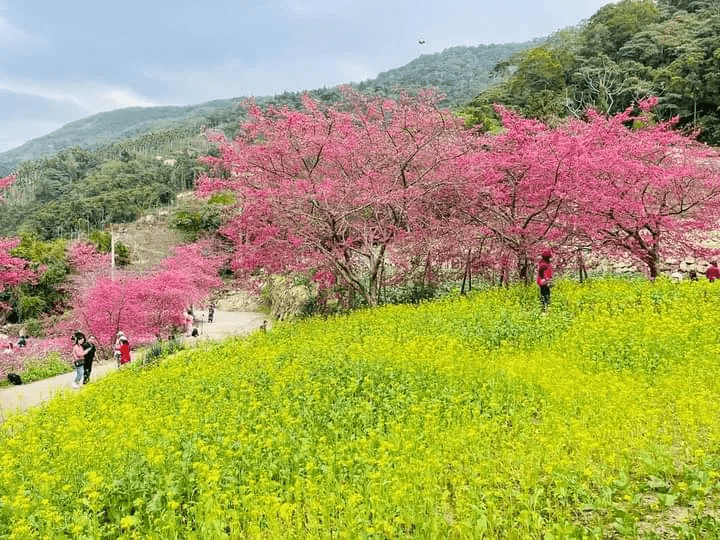 南投水里阿本農場櫻花盛開的壯麗景色,粉色花海與藍天相映成趣