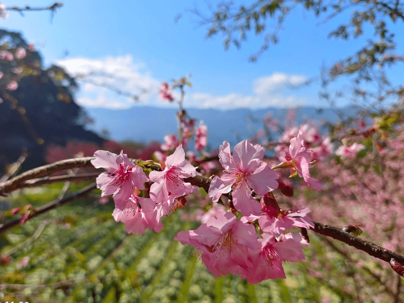 農場內綠意盎然的田園風光,遠山環繞視野遼闊