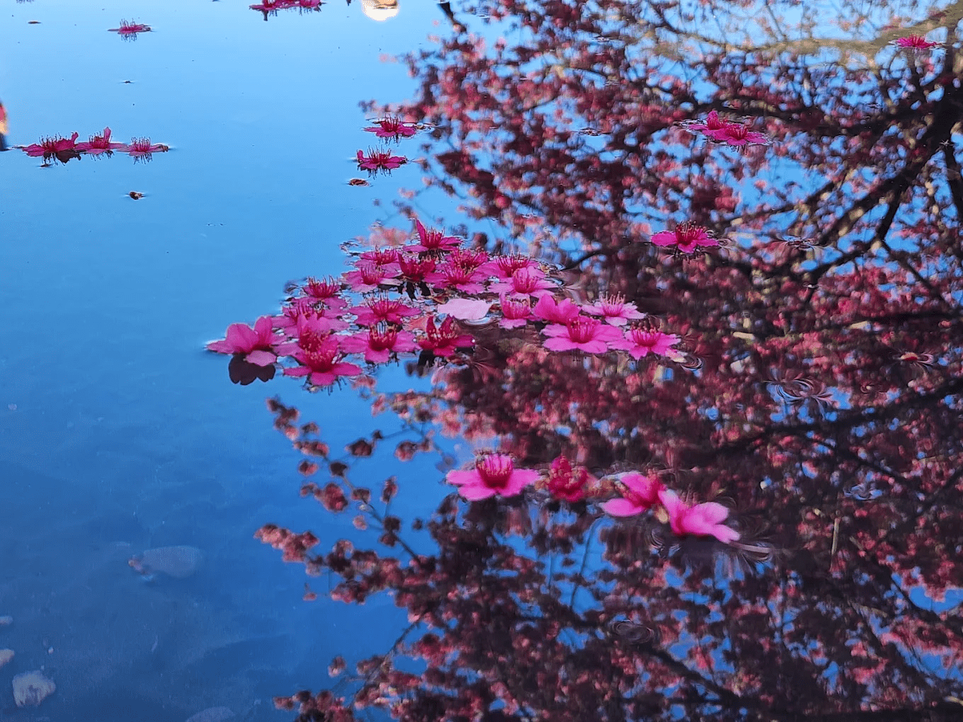 遊客可以近距離觀察農場內的可愛動物,享受療癒時光